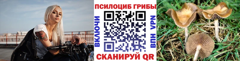 Галлюциногенные грибы Psilocybine cubensis  Осташков 